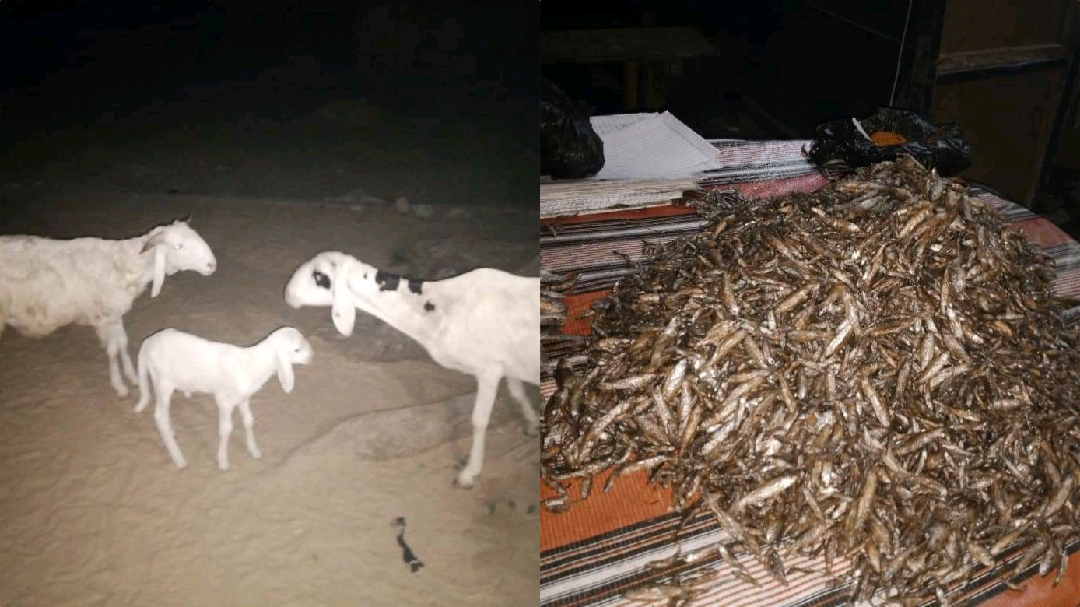 Ibi ntibisanzwe:Intama zatawe muri yombi zizira kurya ikirundo cy'amafi ...