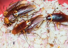 Ibinyenzi bibangamira ababibona