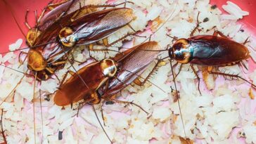 Ibinyenzi bibangamira ababibona