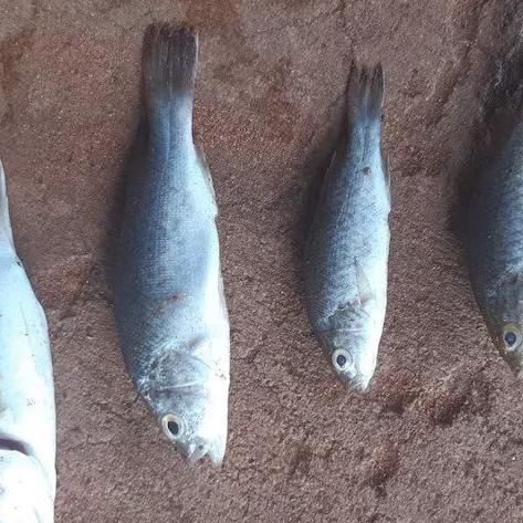 Australia haguye imvura y'amafi mato ari mazima