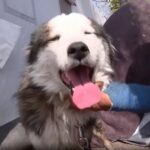 Iy'imbwa yatabaye imaze iminsi 23 mu nsi y'ibikuta itarya ,itanywa