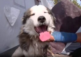 Iy'imbwa yatabaye imaze iminsi 23 mu nsi y'ibikuta itarya ,itanywa