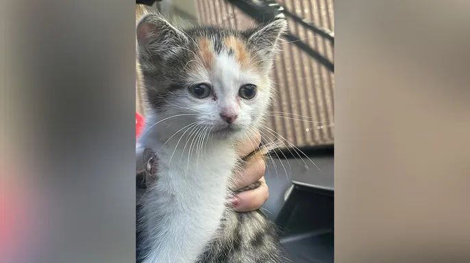 Iy'ipusi yitwa Nina yagize uruhare mu gutabara umuryango w'abantu batandatu 