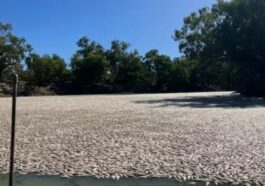 Amafi arenga miliyoni yasanzwe yapfuye